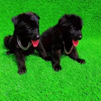 توله ژرمن بلک