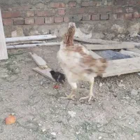 مرغ لاری