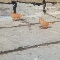 کبوتر زرد