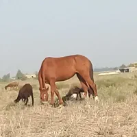 مادیان‌ترکمن