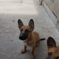 فروش توله