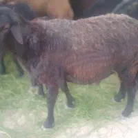 فروش