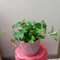 گل طبیعی پتوس و ساونسوریا