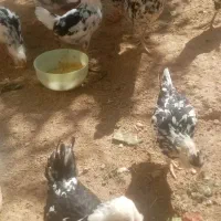 مرغ و خروس گلین