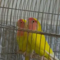 طوطی برزیلی نر و ماده مولد