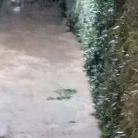 ترخون خشک گلباف