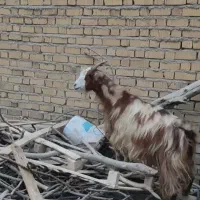 بز ،کولار