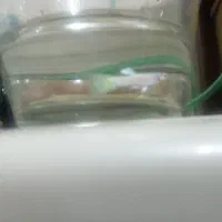 ماهی گوپی گلدن (طلایی)