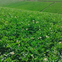 سیب زمینی آگریا