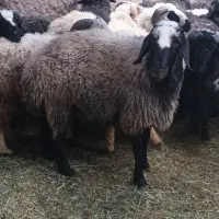 فروش غوچ شال