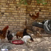 تعدادی مرغ تخم گذار