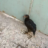 مرغ  نیمچه مرغ