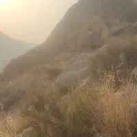 معاوضه قناری جفت با طوطی جفت