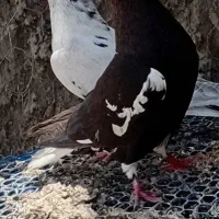 ماده شتری سیاه دم سفید