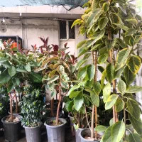 گلخانه عمو عباس