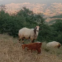 قوچ بختیاری تازه شیشک شوده چاق