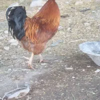 خروس  جوان