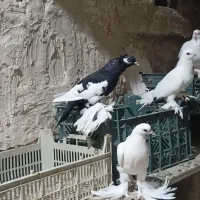 کفتر کبوتر گویچح