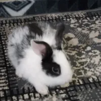 خرگوش