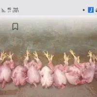 مرغ تلفاتی غذای سگ وگربه