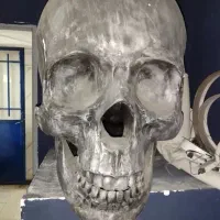 مجسمه اسکلت دکوری فیگور اسکلت مناسب میز دکور پوشاک