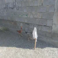 ماده مرغ و جوجه