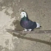 ماده شازده مهر