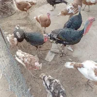 بوقلمون شاخدار غوغاز در هفتگل