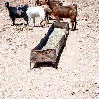فروش بز جوان