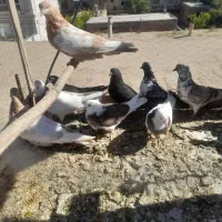 کبوتر