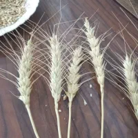 گندم بهاره