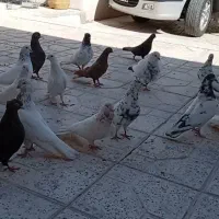 تعدادی کبوتر پرشی ضمانت تخم جوجه