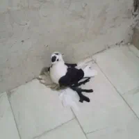 زیل کبوتر و کود گوسفند