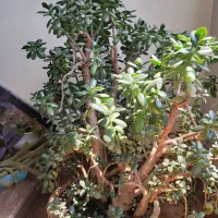 درختچه کراسولا بشم
