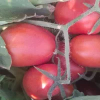 گوجه|خوردنی و آشامیدنی|لالجین, |دیوار