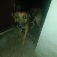 سگ ژرمن