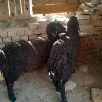 ۲ تا بر ماده ۲۵کیلو