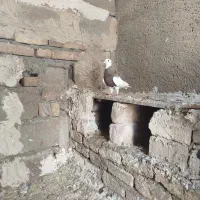 کبوتر طوقی