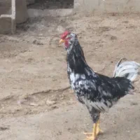 انواع خروس