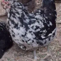 مرغ تخم گذار