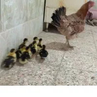 جوجه اردک