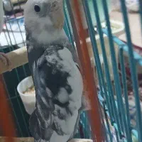عروس هلندی
