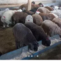 قصاب وسلاخی عید قربان