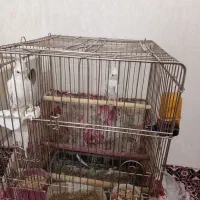 طوطی عروس هلندی