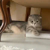 نیازمند بریتیش ماده فحل