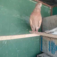 دو جفت کبوتر درجه یک به شرط