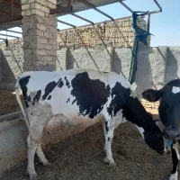 گاو هلشتاین اصل دراول