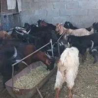 کهره نر جم بهارستان کیلو ۱۳۰۰گوشت