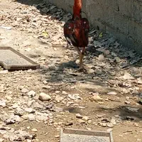 لاری