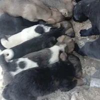 سگ نگهبان ۱میلیون ماده